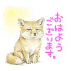 Daily Sand Fox