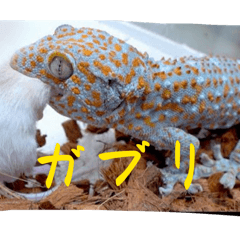 色々ないきものを集めたLINEスタンプ