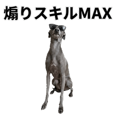 毒舌技能MAX 義大利靈緹犬 - AG