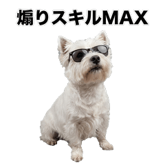 毒舌技能MAX 西高地白㹴犬 - AG