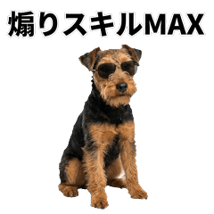 毒舌技能MAX 威爾斯㹴犬 - AG