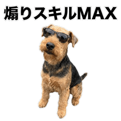 毒舌技能MAX 萬能㹴犬 - AG