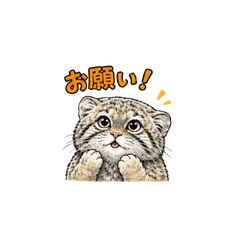 Lovely Pallas's cat