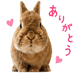 Lovely Bunny Expressions