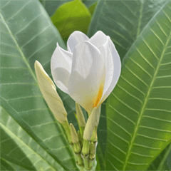 Beautiful Floral Greetings: Daily Use