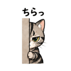 Tsundere Cat for Everyday Use 2