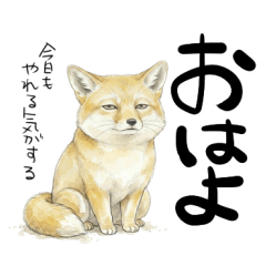 Daily Sand Fox 2
