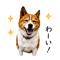Easygoing Dog Ran - Daily Stickers