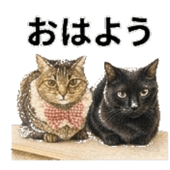 Love cats and their friends part2