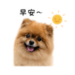 啾啾 6