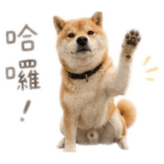 福將好咕咕2