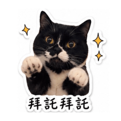愛吃肉球的胖弟