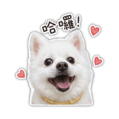 狐狸犬_乖乖