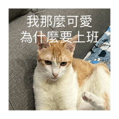 我是屁眼貓第二彈