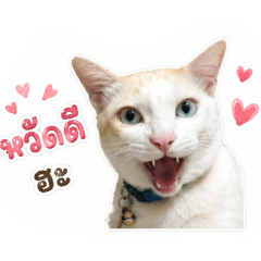 Saifunny_20260428120043