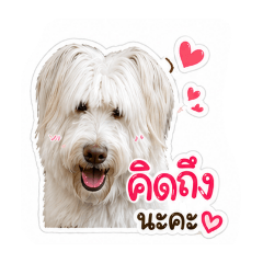 Saifunny_20260428120258