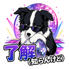 Rebel Border Collie Disco
