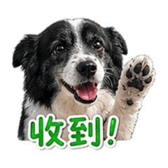 茉莉日常用語