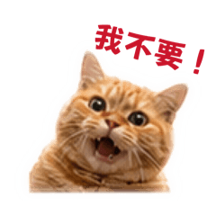 小咪花日常6