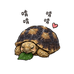 陸龜咕嚕嚕の日常