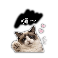 布偶表情包