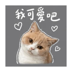 咪拎小貓