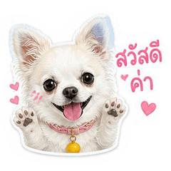 SODA THE LITTLE DOG
