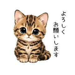 Polite Bengal Kitten