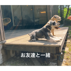 sho_20260503133541