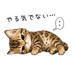 Lazy Bengal Kitten