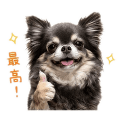 potechikun_20260503142639