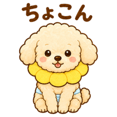 Cute Toy Poodle Everyday Stickers