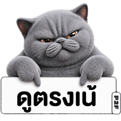 BritishShorthair Cat Emotion2 By Pet2Fun
