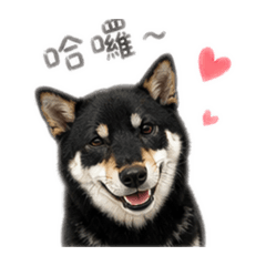 黑皮小狗勾