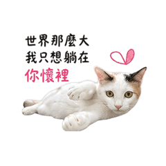 貓咪土味情話風格!!ʕ •ᴥ•ʔ