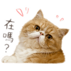 Ruby家的咪咪