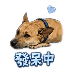 王麻吉的日常