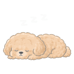 Marron the Pekipoo