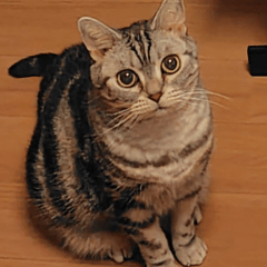 Alice My Cat