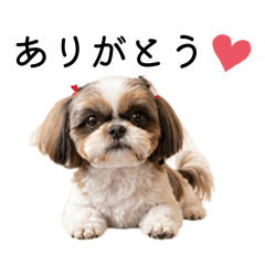shihtzu moachan