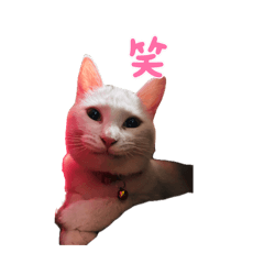 white cat_20260503145305