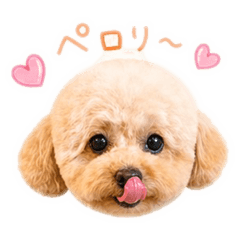 pecco_20260503143501