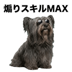 毒舌技能MAX 斯凱㹴犬 - AG