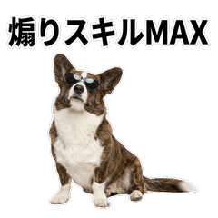毒舌技能MAX 威爾士柯基犬 - AG