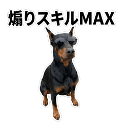 毒舌技能MAX 杜賓犬 - AG