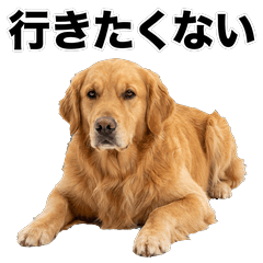 黃金獵犬 搞笑真心話 AG
