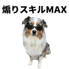毒舌技能MAX 澳洲牧羊犬 - AG