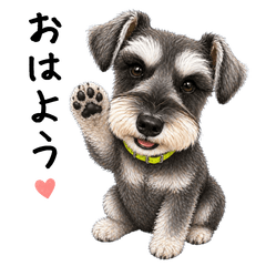 Tiny Schnauzer Stickers