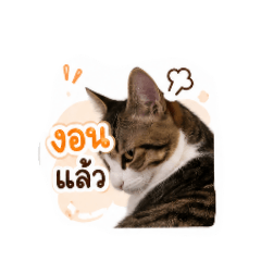phrawmook_20260428120411