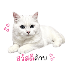 Memee_20260428120528